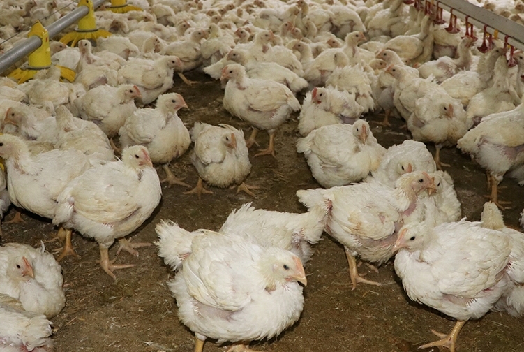 Aguascalientes genera casi 400 mil toneladas de carne de pollo al año