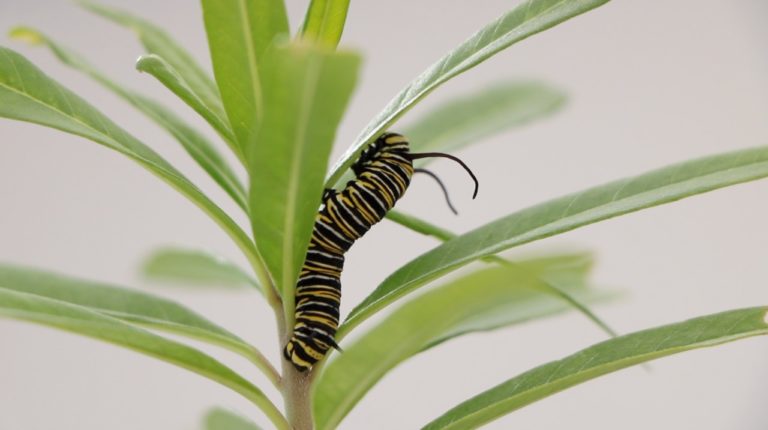 Crean en Jesús María azotea verde