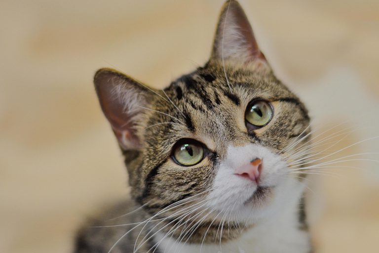 Pasividad de autoridades ante la falta de castigo al maltrato animal traerá serias consecuencias 