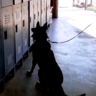 Regresan elementos del Grupo K-9 a Aguascalientes tras la capacitación en Estados Unidos