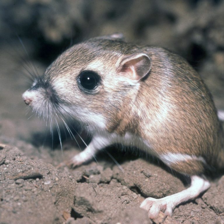 Top 10 de animales en peligro de extinción que no sabías que había en Aguascalientes