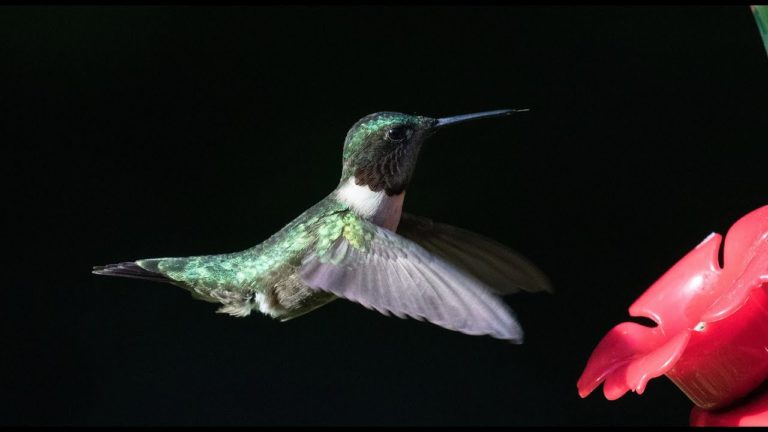 UNAM, al rescate del hábitat de los colibríes