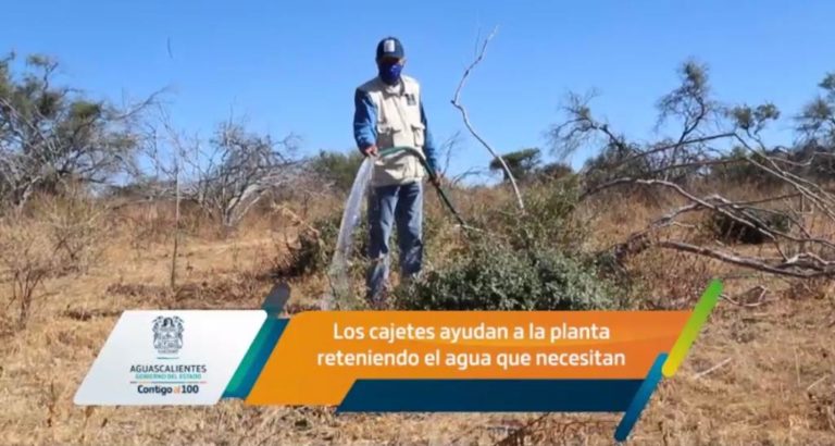 Titular de SSMAA supervisa zona reforestada en el estado de Aguascalientes