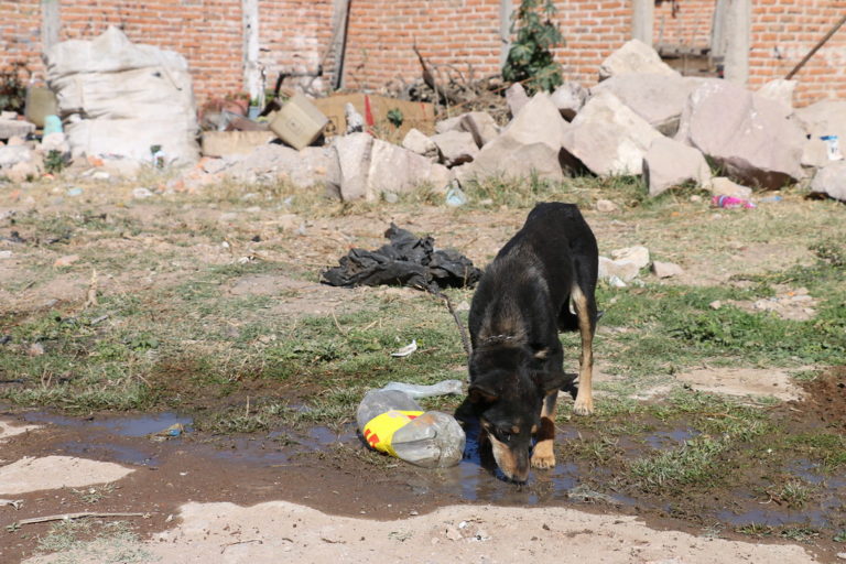 La pandemia incrementó el abandono de animales en Aguascalientes