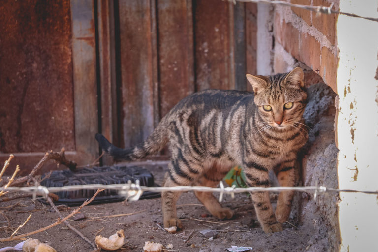 Colectivo ProAnimal de Cosío/Aguascalientes necesita recursos para seguir operando