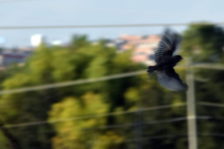 Peña y Calderón otorgaron mil 609 concesiones a mineras en Áreas Naturales Protegidas