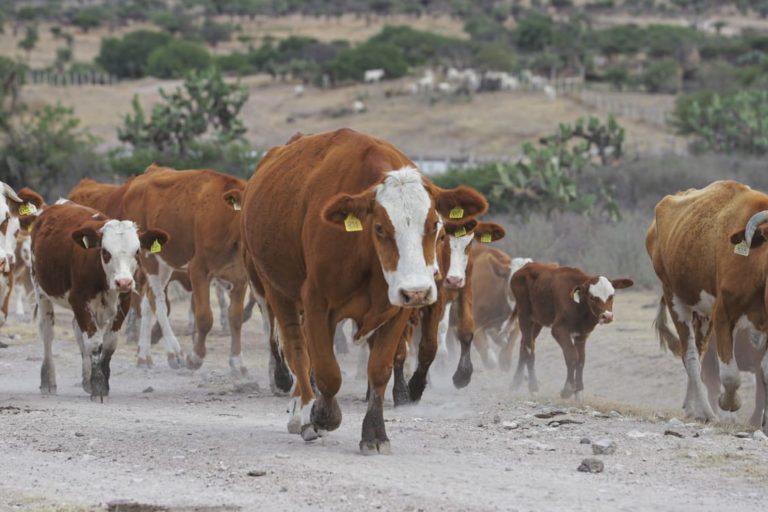 La Unión Ganadera Regional se incorporará al CCEA