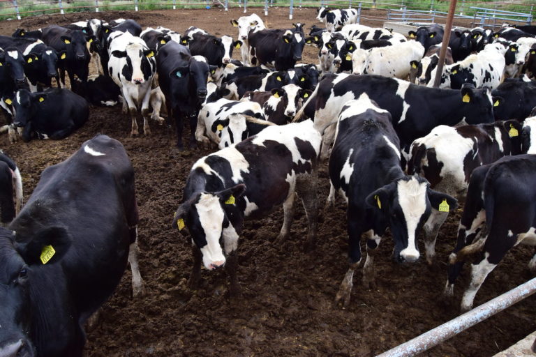 Posible, una disminución de 5 mil toneladas en producción de carne de res: UGRA