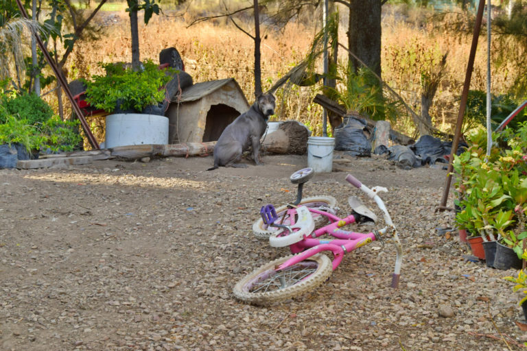 El estado, con atraso en amparos para defensa del medio ambiente y animal