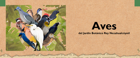 UAA desarrolla manuales de educación ambiental de acceso universal