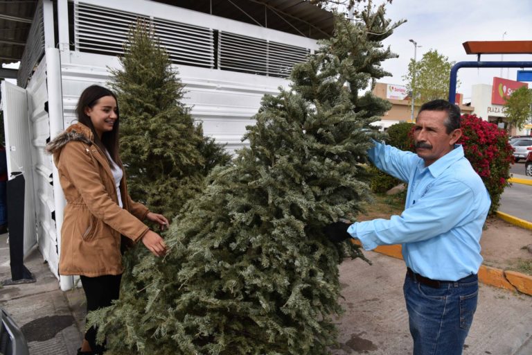 Inicia Municipio de Aguascalientes acopio de árboles navideños naturales