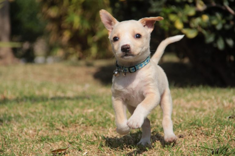 Municipio de Aguascalientes ofrecerá servicio gratuito de vacunación antirrábica durante todo 2021