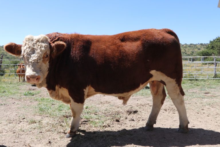 Lanzan convocatoria en Aguascalientes para mejoramiento genético de ganado   