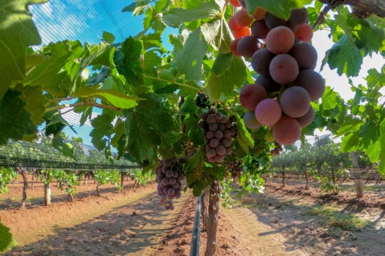 Programa de reconversión productiva, para agricultores del estado de Aguascalientes   