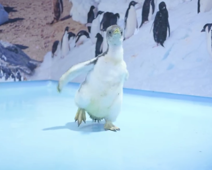 Conoce a Alex, el primer pingüino mexicano