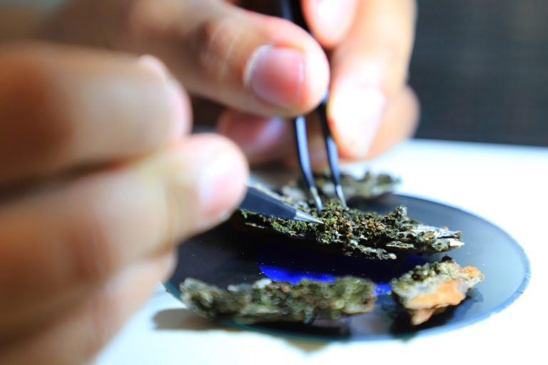 Estudiante de la UAA analiza diversidad de especies de líquenes en Aguascalientes