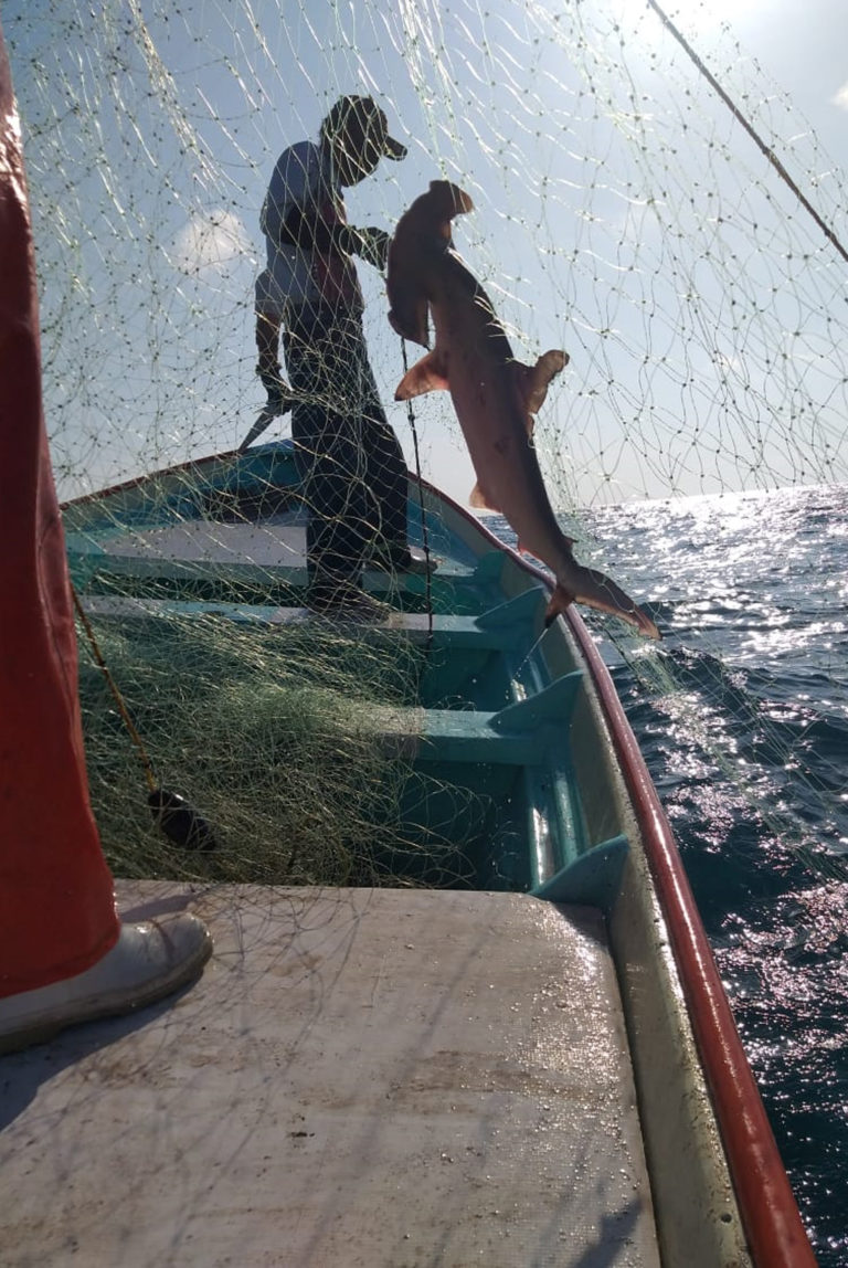 Disminuyen tiburones y rayas pese a esfuerzos de conservación