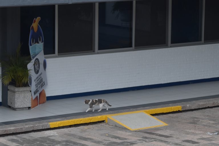 Gato universitario/ Imágenes de Aguascalientes 