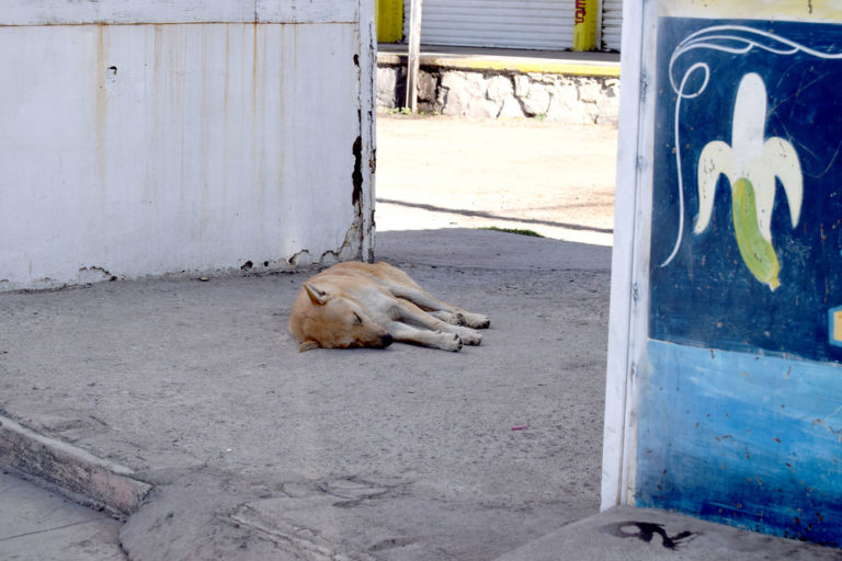 Desde Aguascalientes afirman: La información es clave para prevenir el maltrato y abandono animal