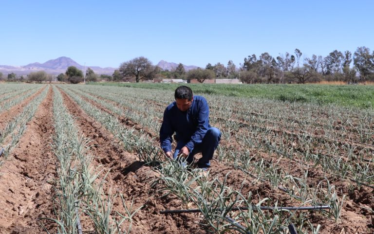 Sedrae reconoce el trabajo de los ingenieros agrónomos en Aguascalientes