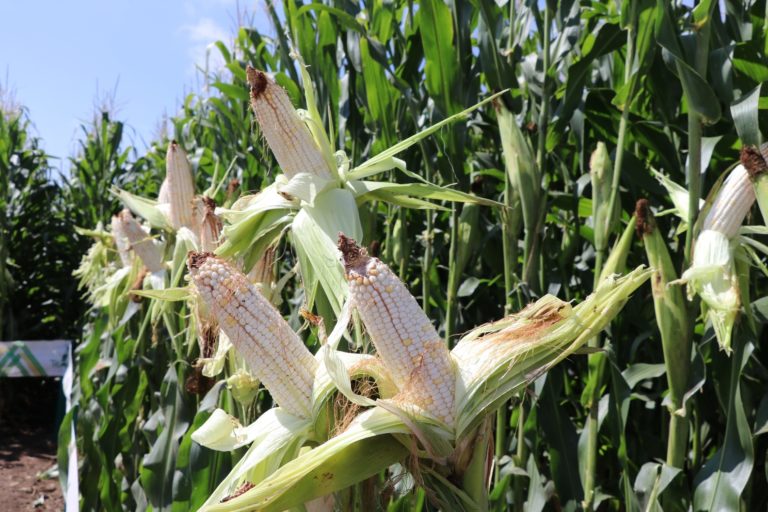 Ofrecen apoyos para sembrar maíz de riego en Aguascalientes 