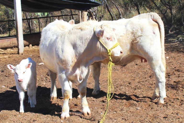Mejoramiento genético con inseminación artificial es una práctica que se fomenta en Aguascalientes
