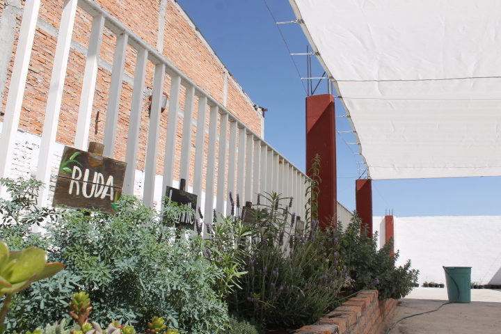 Azotea Verde de Jesús María dio su primera cosecha