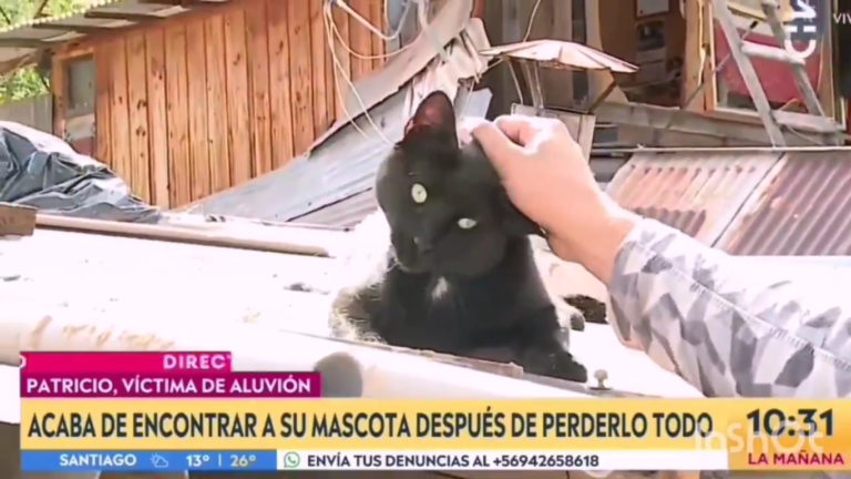 Perdió su casa pero encontró a su gato perdido: una historia conmovedora