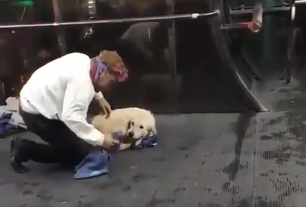 Un hombre en Tailandia encuentra perro con frío y le da su chaleco para abrigarlo