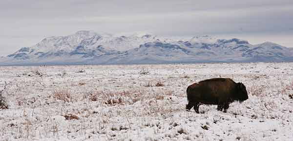 UNAM, al rescate integral de la Biósfera de Janos
