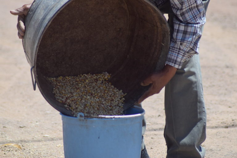 Han bajado las ganancias de productores de leche por aumento de precio en granos