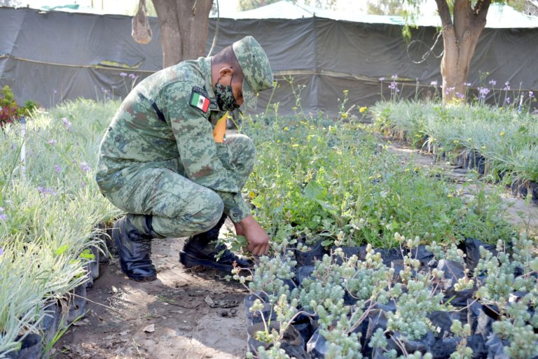 Ejército apoya en labores del Vivero Municipal de Aguascalientes