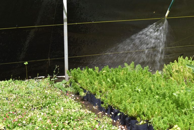 Vivero municipal de Aguascalientes producirá más de 200 mil plantas en 2021