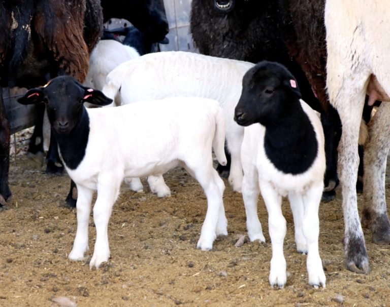 Se producen 970 toneladas de carne de ovino y caprino al año