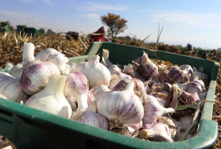 Inició cosecha de variedad temprana de ajo jaspeado en Aguascalientes