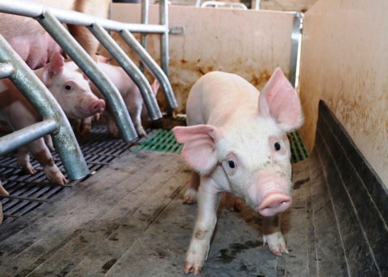 Se producen anualmente 825 mil lechones en Aguascalientes