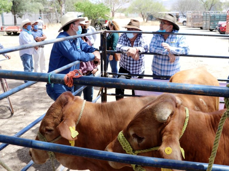 Ganaderos ven con desconfianza el nuevo régimen fiscal