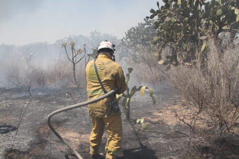 Bomberos de Aguascalientes apagan incendio de pasto seco en el Bosque de Cobos-Parga