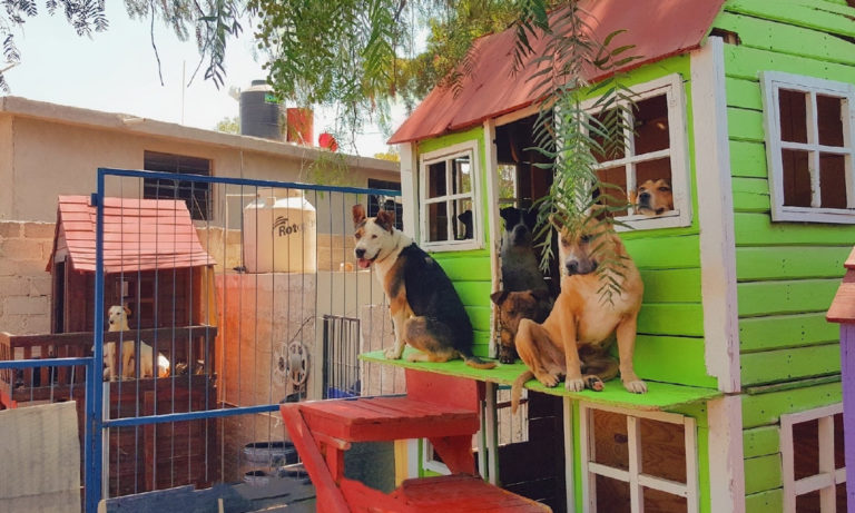 Perrhijos huérfanos, refugios llenos: covid pega duro a las mascotas