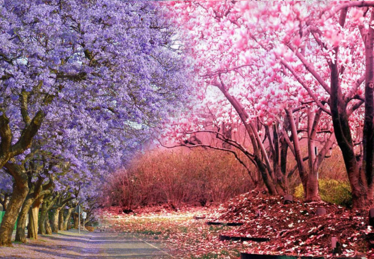 Porque en Aguascalientes no florecen los cerezos y las jacarandas sí