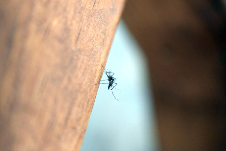 En Aguascalientes, recomiendan una limpieza constante para evitar al mosquito trasmisor del dengue 