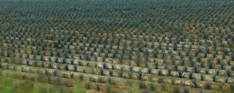 Aguascalientes se integrará a la Ruta del Mezcal y de la Plata