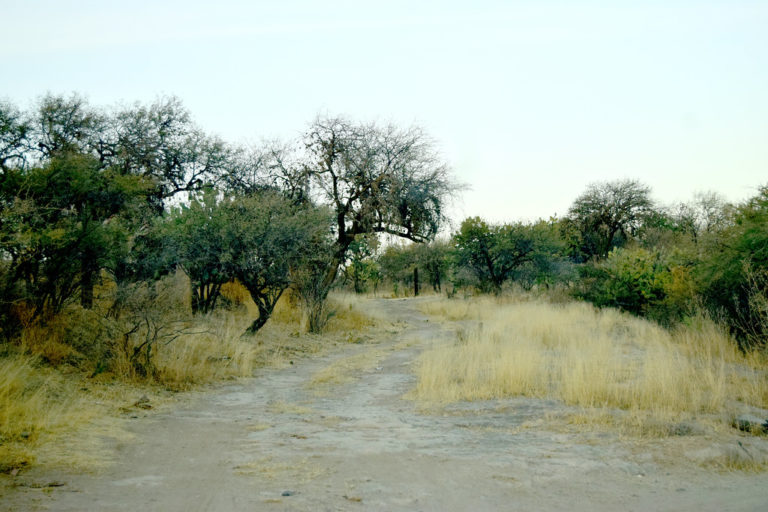 De ruidos, sonidos y paisajes sonoros: un taller de expresión musical infantil en Bosque de Cobos