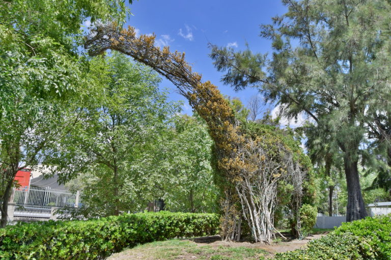 Animales Salvajes en plena ciudad, esta es la historia que guarda el Corredor Cultural Alameda en Aguascalientes