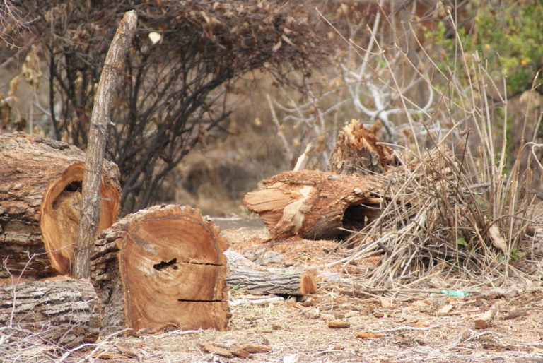 En el 2021 aumentaron los delitos contra el medio ambiente en Aguascalientes