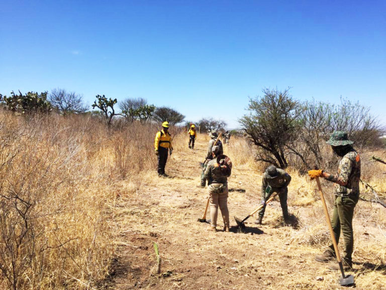 Guardabosques de Los Cobos realizan brecha cortafuegos en Área Natural Protegida del Bosque   