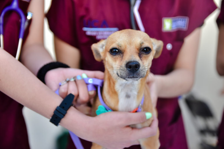 Municipio de Aguascalientes inicia esterilizaciones caninas y felinas
