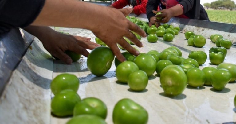 Inició cosecha de tomatillo en Aguascalientes