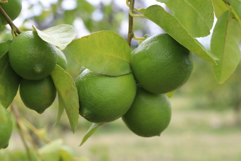 Exitosa la reconversión productiva en Calvillo con cultivos de limón  