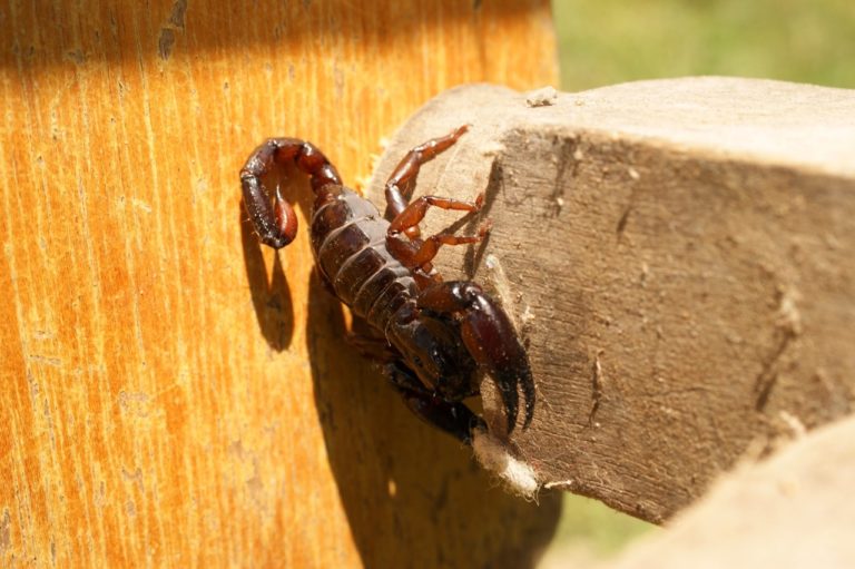 Advierte Issea en Aguascalientes sobre incremento de picaduras de alacrán y araña en temporada de calor   